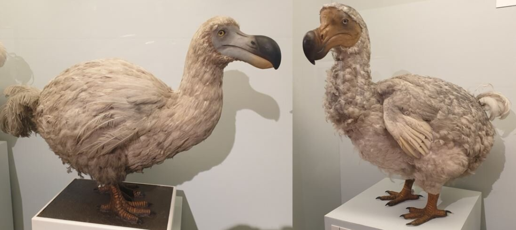 Dodo